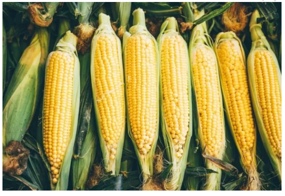 Imagem de compartilhamento para o artigo Futuros do milho abrem o dia estendo  movimentações negativas na B3 da MS Todo dia